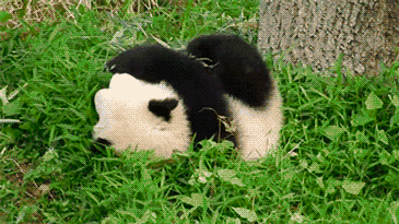 Rolling panda down a grassy hill